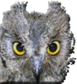 Rapaces Nocturnas